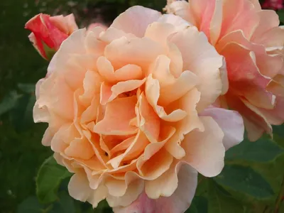 Роза карамелла: уникальное фото, чтобы вам всегда нравилось