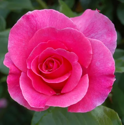 Роза карамелла: фотография, придающая атмосферу романтики