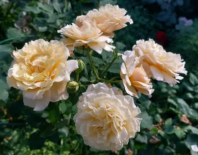 Роза карамелла в формате webp: изображение высокого качества, малый размер файла