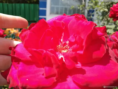 Роза карамелла: фото, которое поражает с первого взгляда