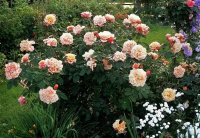 Роза карамелла во всех размерах: фото для выбора