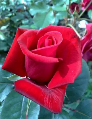 Красивое фото розы кардинал 85 (png)