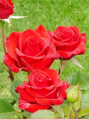 Великолепное изображение розы кардинал 85 (webp)