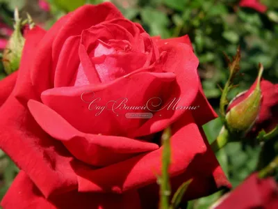 Фотография розы кардинал 85 в HD (jpg)