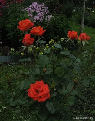 Прекрасная картинка розы кардинал 85 (png)