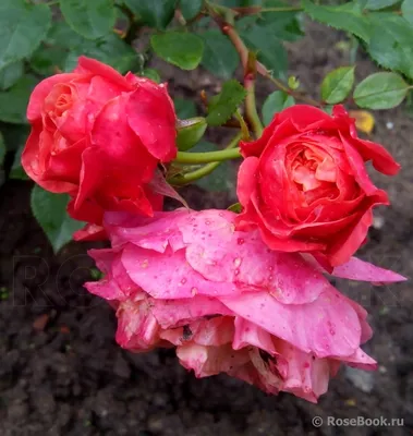 Удивительное фото розы кардинал 85 (webp)