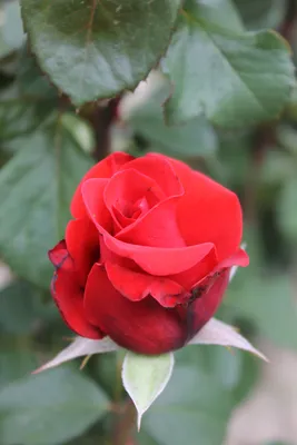 Фотка розы кардинал 85 в стиле макро (jpg)