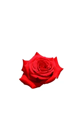 Очаровательная изображение розы кардинал 85 (png)