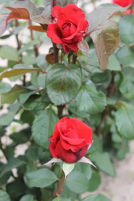 Качественная фотография розы кардинал 85 (webp)