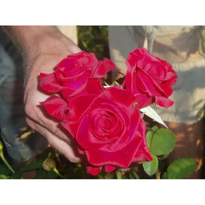 Уникальная фотка розы кардинал 85 для загрузки (jpg)