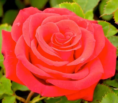 Изящная картинка розы кардинал 85 (png)