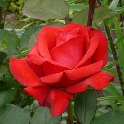 Оригинальное изображение розы кардинал 85 в webp