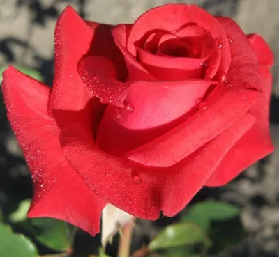 Очень детальное фото розы кардинал 85 (jpg)