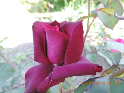 Фото розы кардинал 85 для скачивания без потери качества (webp)