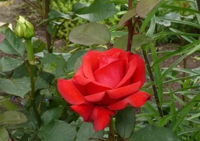 Импозантная фотка розы кардинал 85 (jpg)