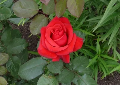 Превосходное изображение розы кардинал 85 (webp)