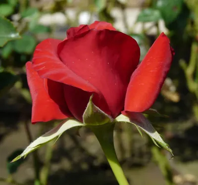 Фотография розы кардинал 85 с насыщенными цветами (jpg)