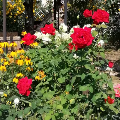 Стильная фото розы кардинал 85 (png)