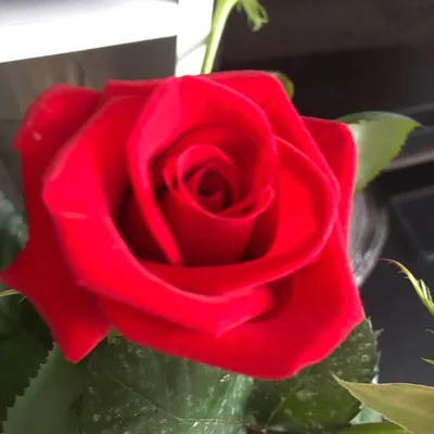 Удивительное изображение розы кардинал 85 в формате webp