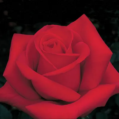 Оригинальная фотка розы кардинал 85 в высоком качестве (jpg)