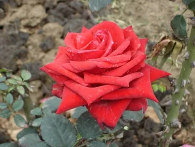 Впечатляющая картинка розы кардинал 85 (png)