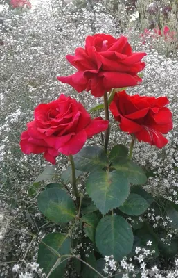 Уникальная фотография розы кардинал 85 (jpg)