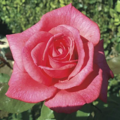 Прекрасная фотография розы кардинал 85 в большом разрешении (jpg)
