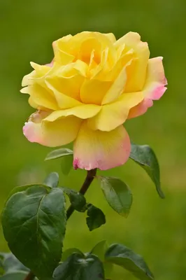 Интересное изображение розы кардинал 85 в формате webp