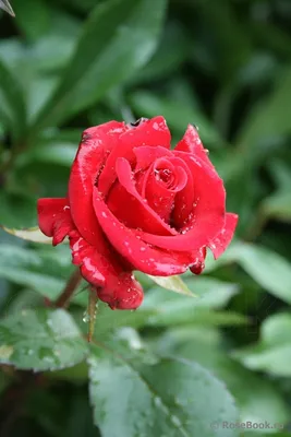 Фото розы кардинал 85 в хорошем качестве (png)
