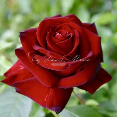 Высококачественное изображение розы кардинал 85 (webp)