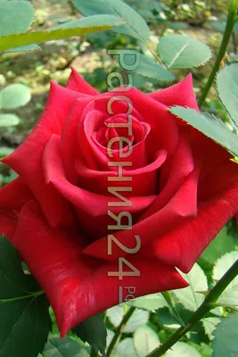 Оригинальное фото розы кардинал 85 (jpg)