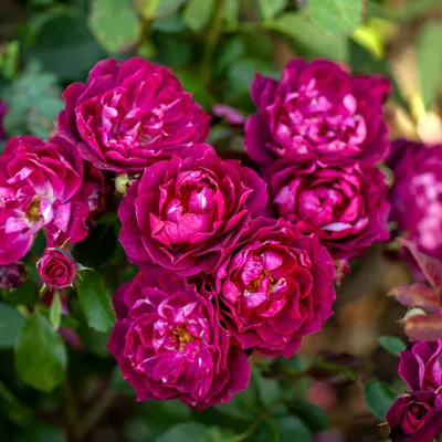 Розы кардинал хьюм - великолепие цветка во всей красе