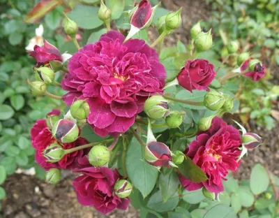 Прекрасное изображение розы кардинал хьюм