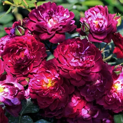 Фото розы кардинал хьюм в формате png для скачивания