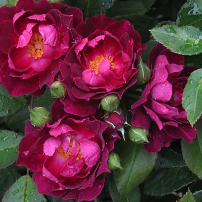 Возьмите с собой кусочек природы с фотографией розы кардинал хьюм