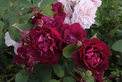 Роза кардинал хьюм - изысканное изображение природы