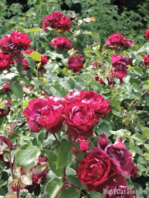Фотка розы кардинал хьюм, достойная восхищения