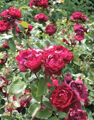 Красота природы на фото розы кардинал хьюм