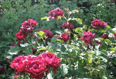 Фото розы кардинал хьюм - лучший выбор для оформления