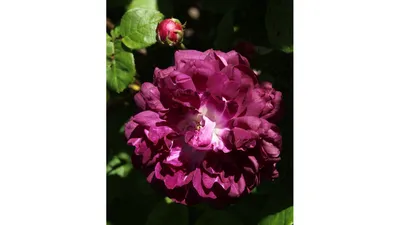 Изысканная фотография розы кардинал хьюм для украшения веб-сайта