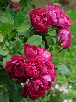 Розы кардинал хьюм на фото - прекрасный подарок для любителей цветов