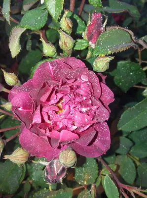Фотография розы кардинал хьюм - воплощение элегантности и шарма