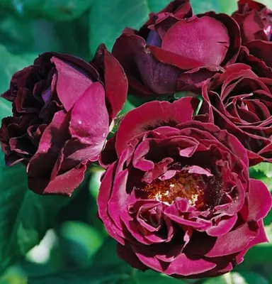 Фото розы кардинал хьюм в различных размерах для выбора