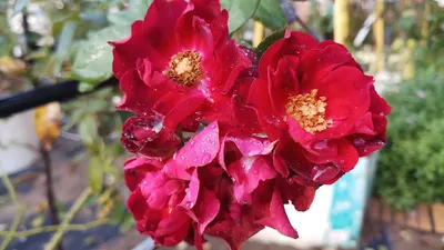 Загадочная красота розы кардинал хьюм на фотографии