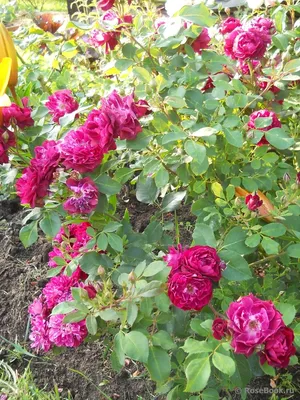 Окунитесь в мир красоты с фотографией розы кардинал хьюм
