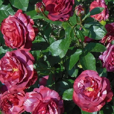 Очарование фотографии розы кардинал хьюм в формате webp