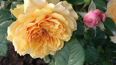 Фото розы кардинал хьюм в разных форматах - выбор за вами