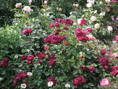 Величественность и нежность на фото розы кардинал хьюм