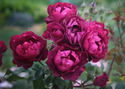 Искусство природы - фото розы кардинал хьюм