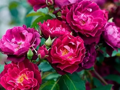 Фото кардинал хьюм - воплощение красоты розы